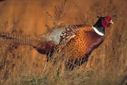 pheasant